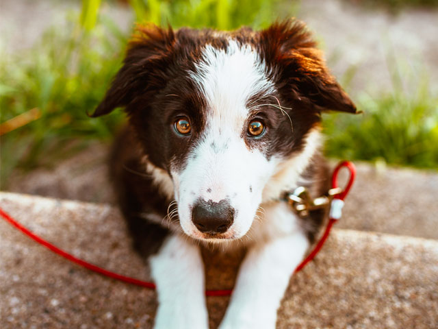 CHIEN NOIR ET BLANC