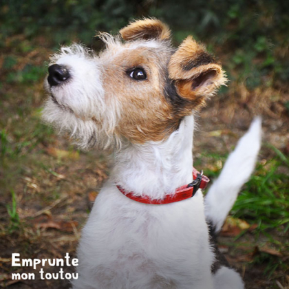 chien fox terrier à poil dur