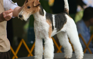 chien de race fox terrier à poils dur