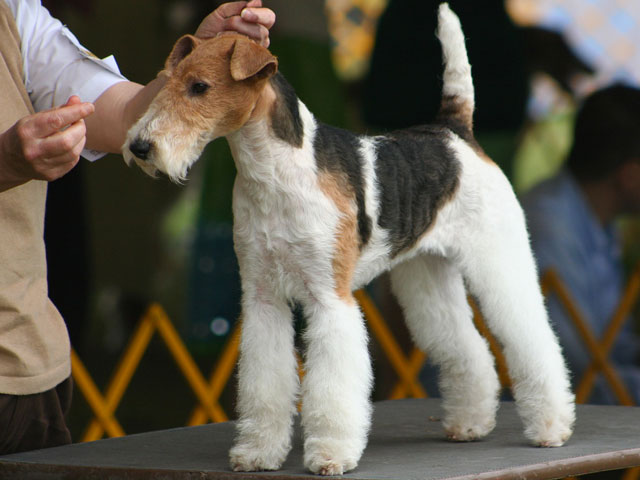 chien de race fox terrier à poils dur