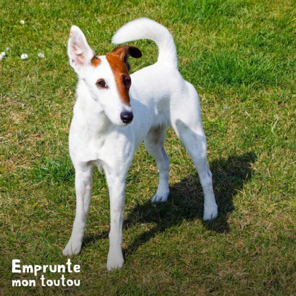 chien fox terrier à poil lisse 