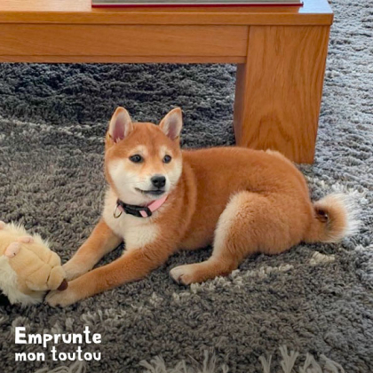 chien shiba inu