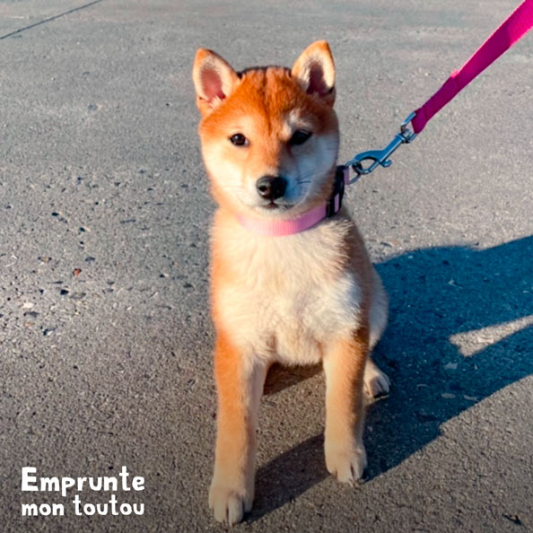 chien de race shiba inu