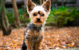 CHIEN DE RACE YORKSHIRE TERRIER