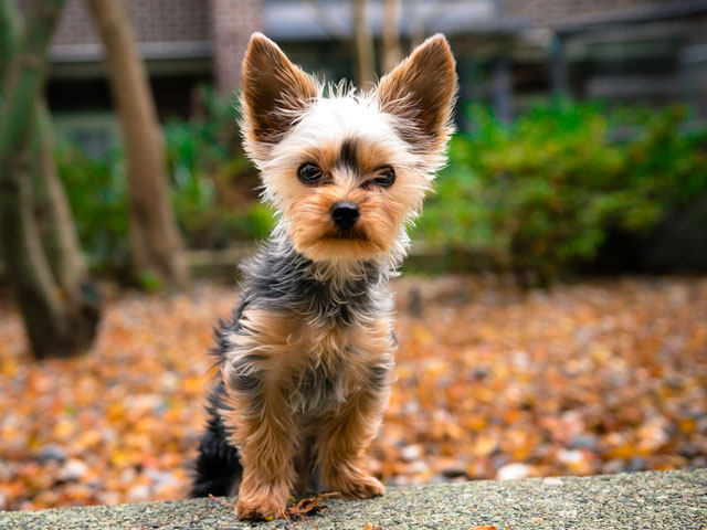 CHIEN DE RACE YORKSHIRE TERRIER