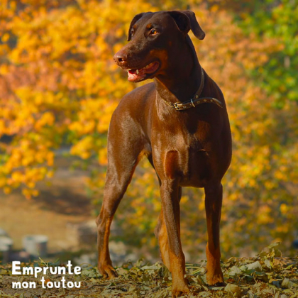 CHIEN DOBERMAN MARRON