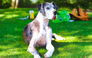 chien de race Dogue Allemand