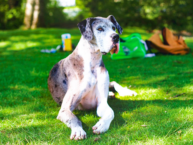 chien de race Dogue Allemand