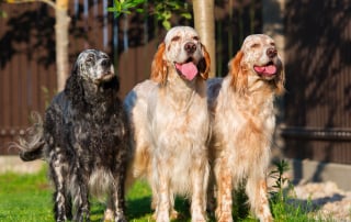 3 chiens de race Setter Anglais