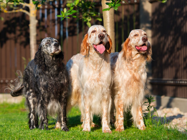 3 chiens de race Setter Anglais