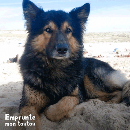 chien croisé Berger Allemand sur une plage