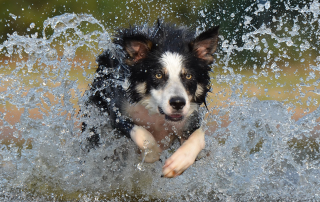 chien qui nage