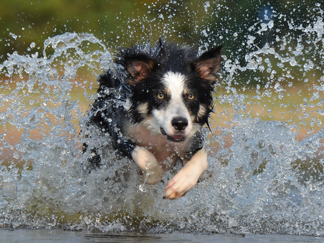 chien qui nage