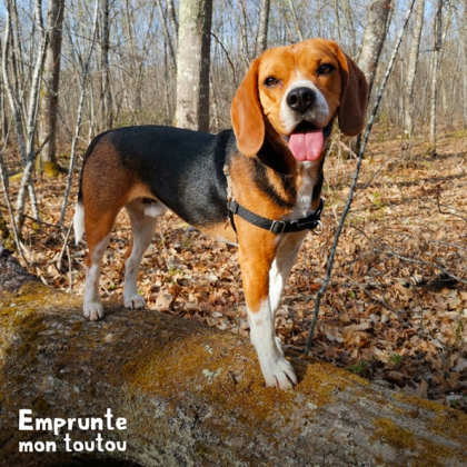 chien de race beagle