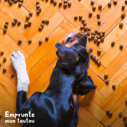 chien mangeant des croquettes bio sur le sol