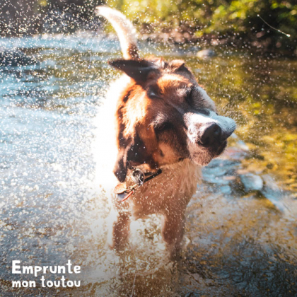 chien s'ebrouant lors d'une randonnée aquatique