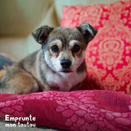 CHIEN COUCHÉ SUR DES COUSSINS