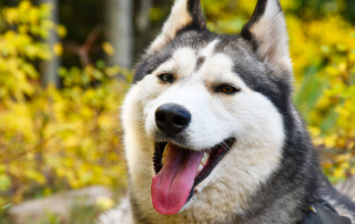 Chien de race husky, l'une ,des races les plus têtues