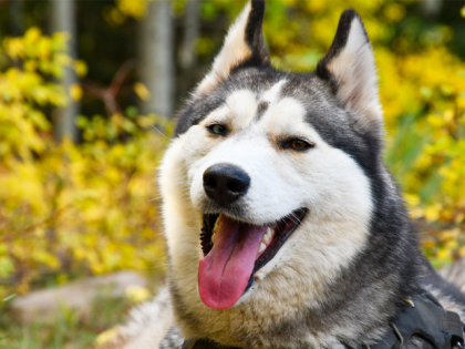 Les races de chien les plus têtues