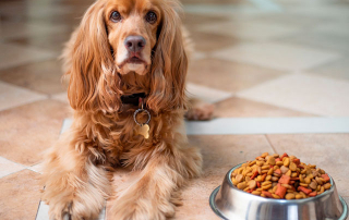 Chien couché à côté de croquettes bio