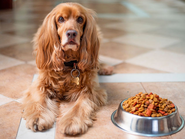 Chien couché à côté de croquettes bio