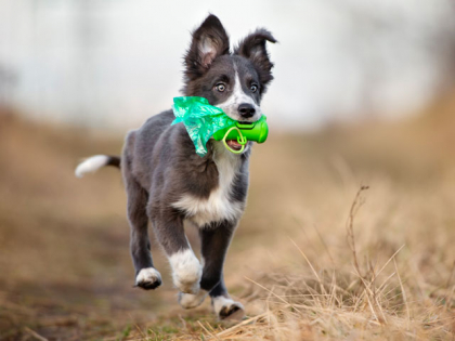 la diarrhée chez le chien