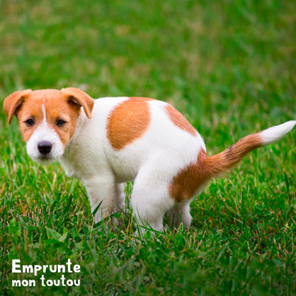 CHIOT DEFEQUANT DANS L'HERBE