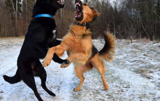 2 CHIENS DOMINANTS EN TRAIN DE SE BAGARRER