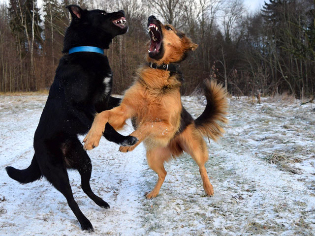 2 CHIENS DOMINANTS EN TRAIN DE SE BAGARRER