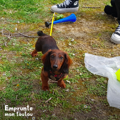 teckel suivant des cours d'éducation canine