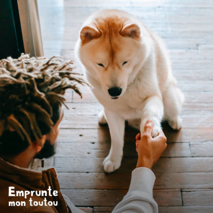 chien donnant la patte à son maître