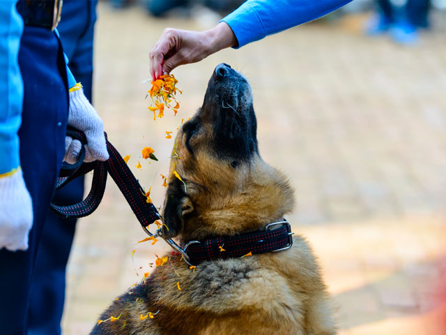 CHIEN HONORÉ PENDANT LE FESTIVAL KUKUR TIHAR