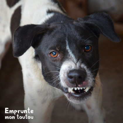 chien agressif montrant ses dents