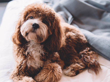 Chien mignon