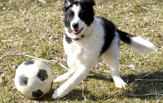 chien noir et blanc jouant avec un ballon de football