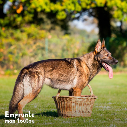 berger belge malinois pendant l'épreuve de garde d'objet