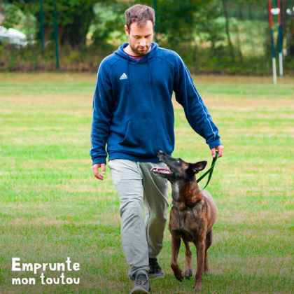 chien pendant un entraînement de ring