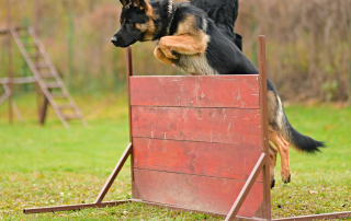 chien escaladant une palissade