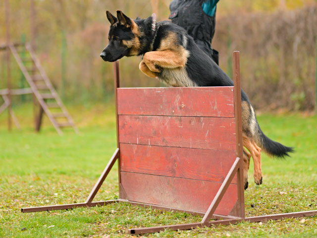 chien escaladant une palissade