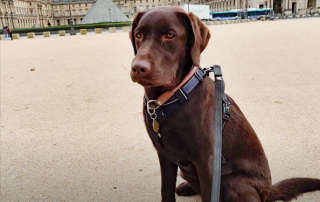 CHIEN DE RACE LABRADOR COULEUR CHOCOLAT