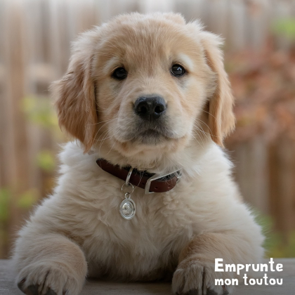 chiot golden retriever