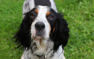 chien de race Setter Anglais