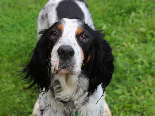 chien de race Setter Anglais