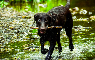 CHIEN VENANT DE SE BAIGNER