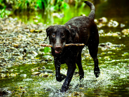 chien marchant dans l'eau en tenant un bâton dans la gueule