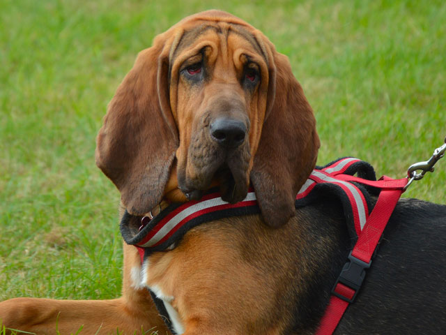 CHIEN DE RACE SAINT HUBERT