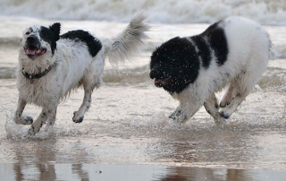 CHIENS JOUANT DANS L'EAU