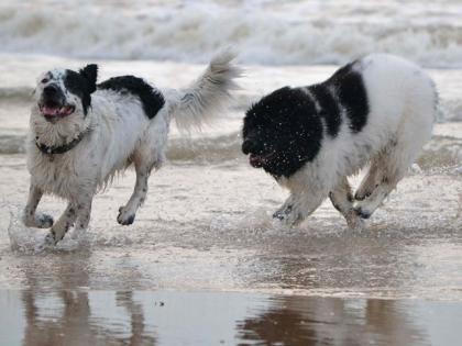 chiens jouant dans l'eau