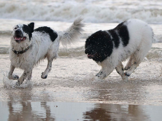 CHIENS JOUANT DANS L'EAU