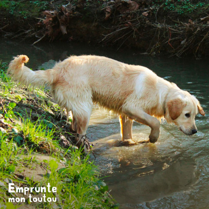 chien golden retriever trempant ses pattes dans l'eau